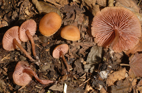 Blaßblättriger Lacktrichterling (Laccaria laccata var. pallidifolia ) - © Heinz Prelicz